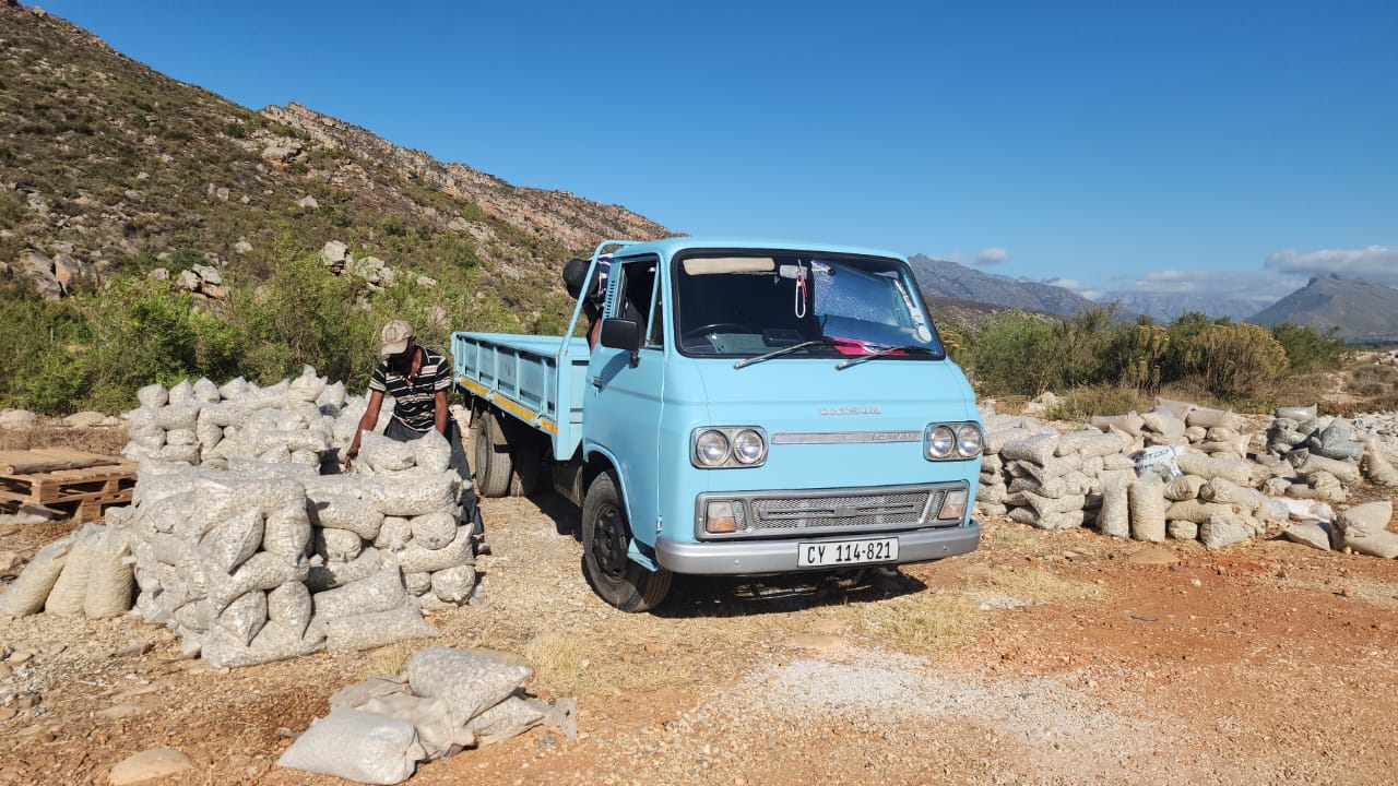 Iconic 80's Datsun "Blou Frikkie"